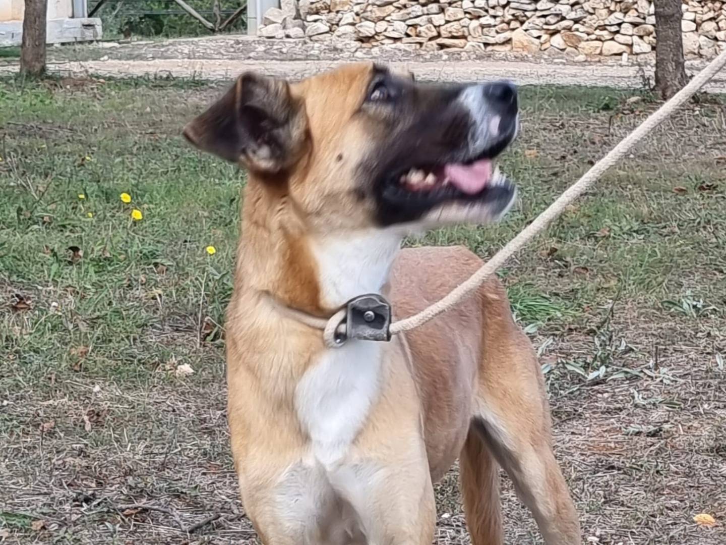 Vuoi adottare un cane a Bari?