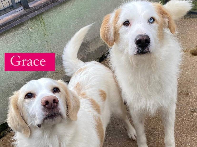 Adozione cane, maschio, Razza sconosciuta Razza sconosciuta, 5 anni, taglia media, Avellino