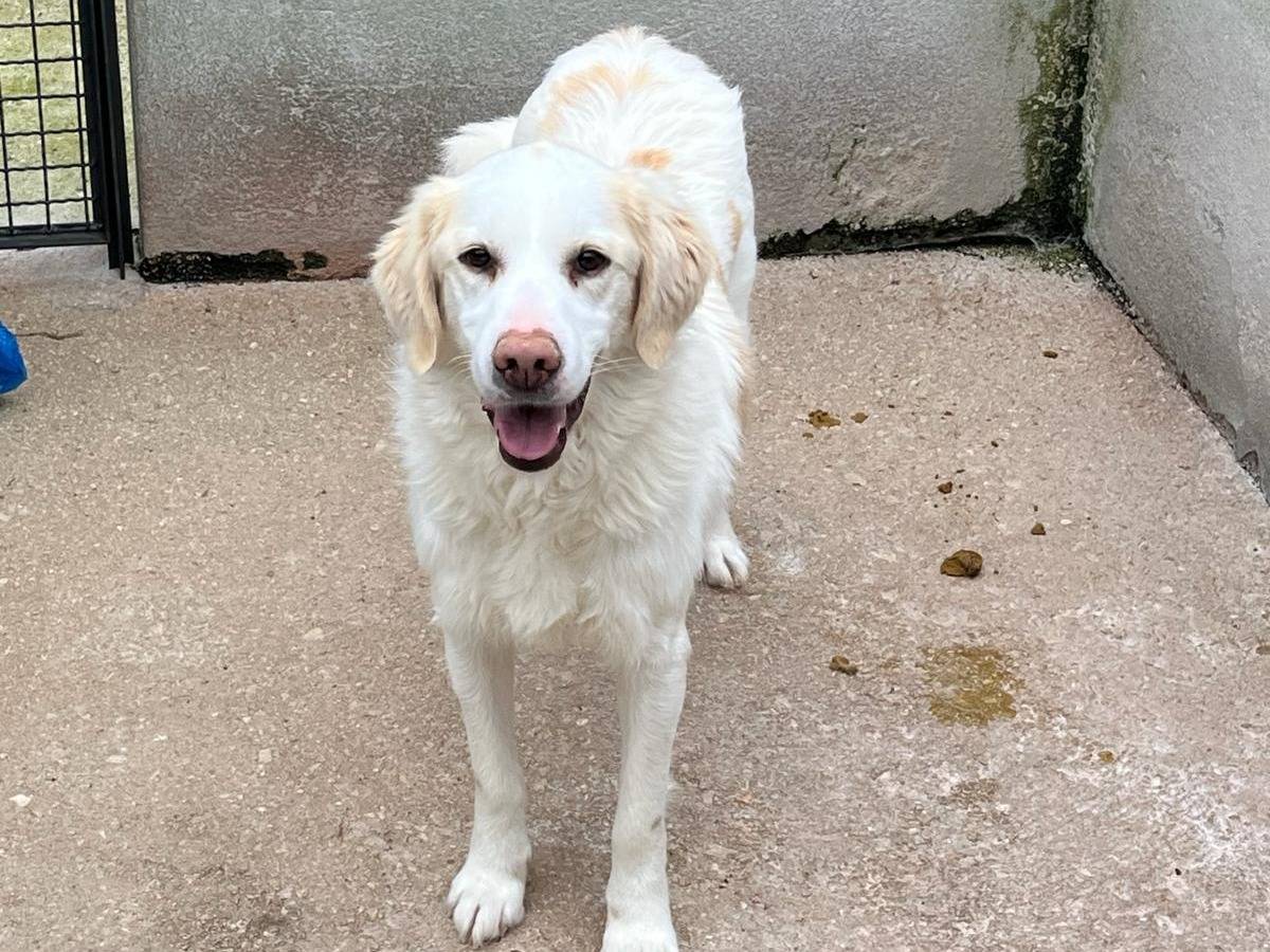 Adotta un cane, maschio, 5 anni, Avellino