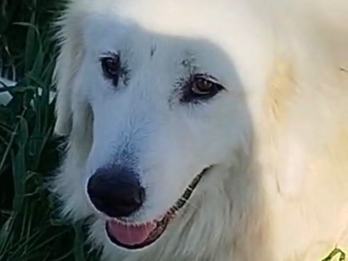 Adozione cane, femmina, Pastore maremmano Razza sconosciuta, 2 anni e 7 mesi, taglia gigante, Matera