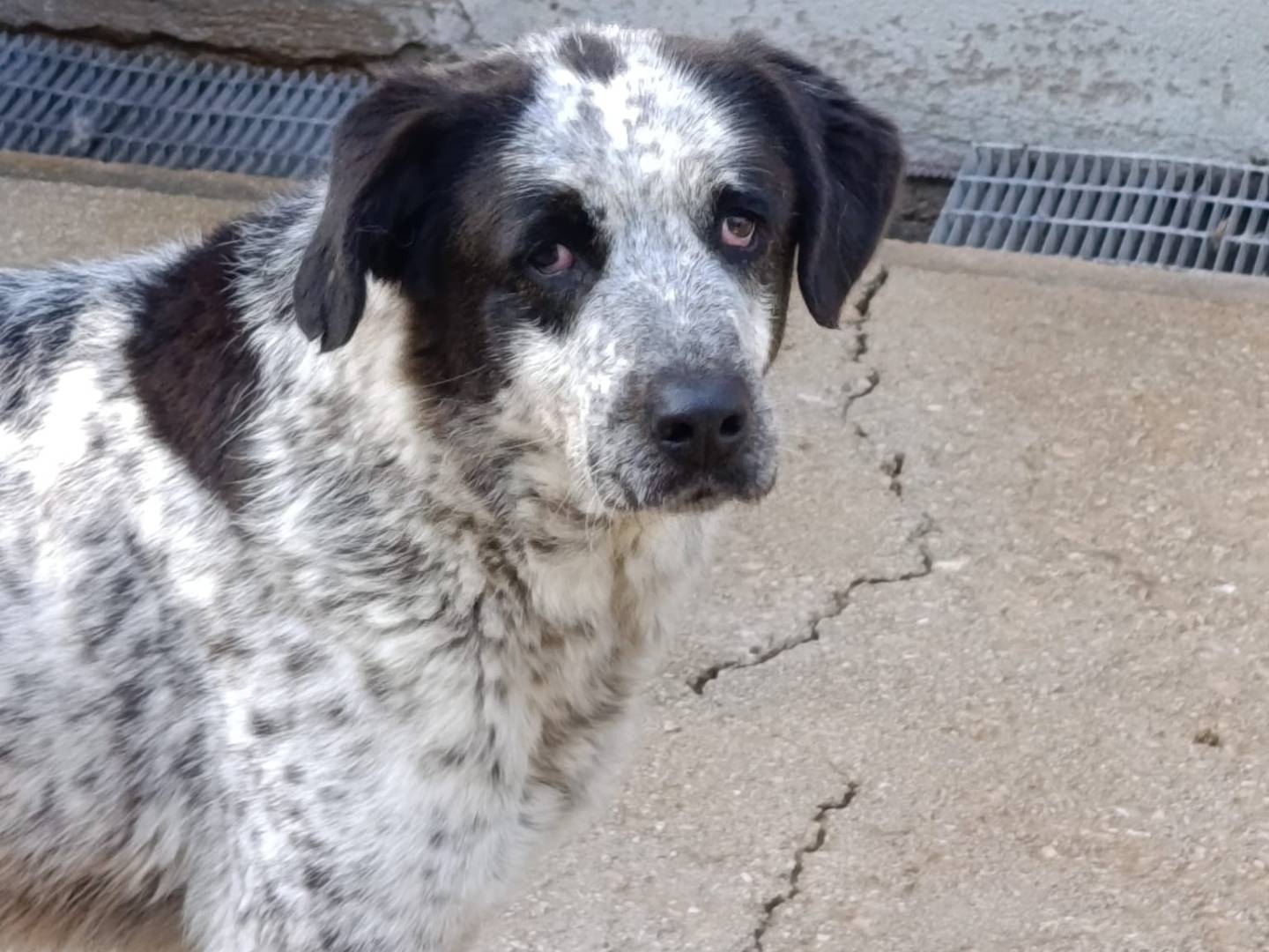 Adozione cane, femmina, Razza sconosciuta Razza sconosciuta, 8 anni, taglia grande, Avellino