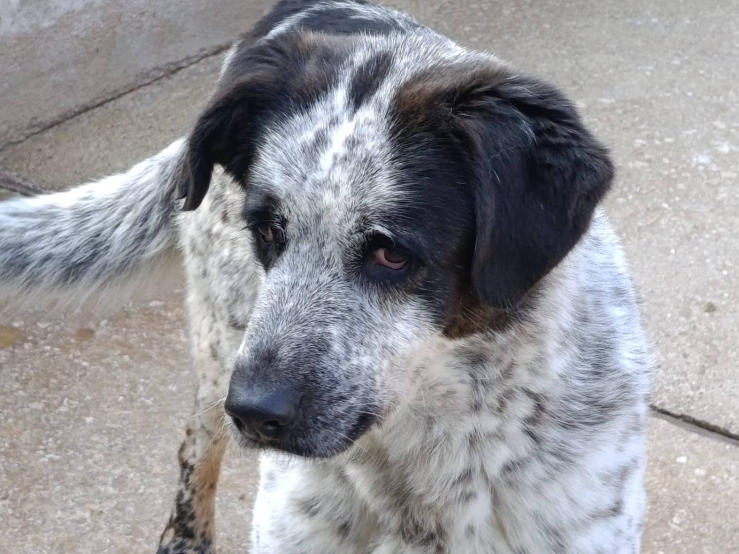 Adotta un cane, femmina, 8 anni, Avellino