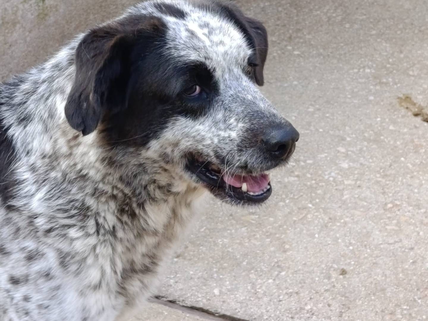 Adotta un cane, taglia grande, femmina, Avellino
