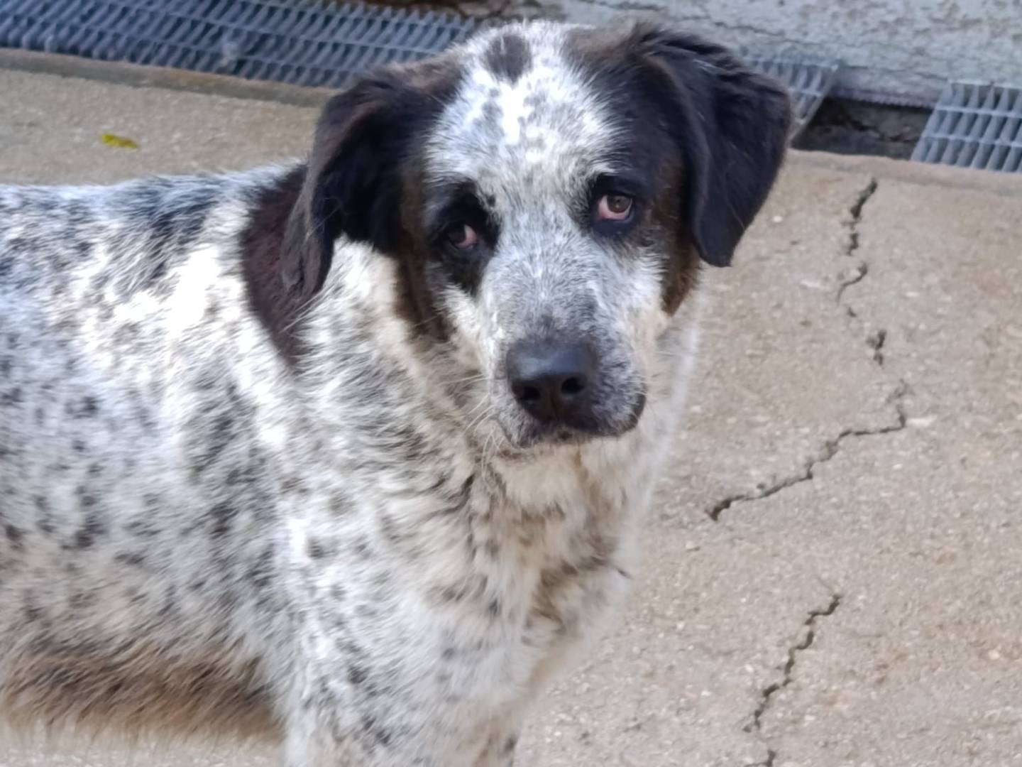 Vuoi adottare un cane a Avellino?