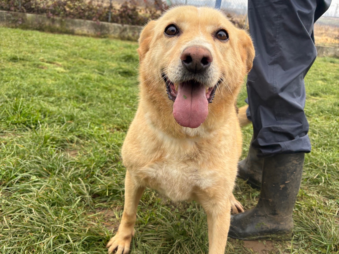 Adozione cane, femmina, Razza sconosciuta Razza sconosciuta, 8 anni e 6 mesi, taglia grande, Frosinone