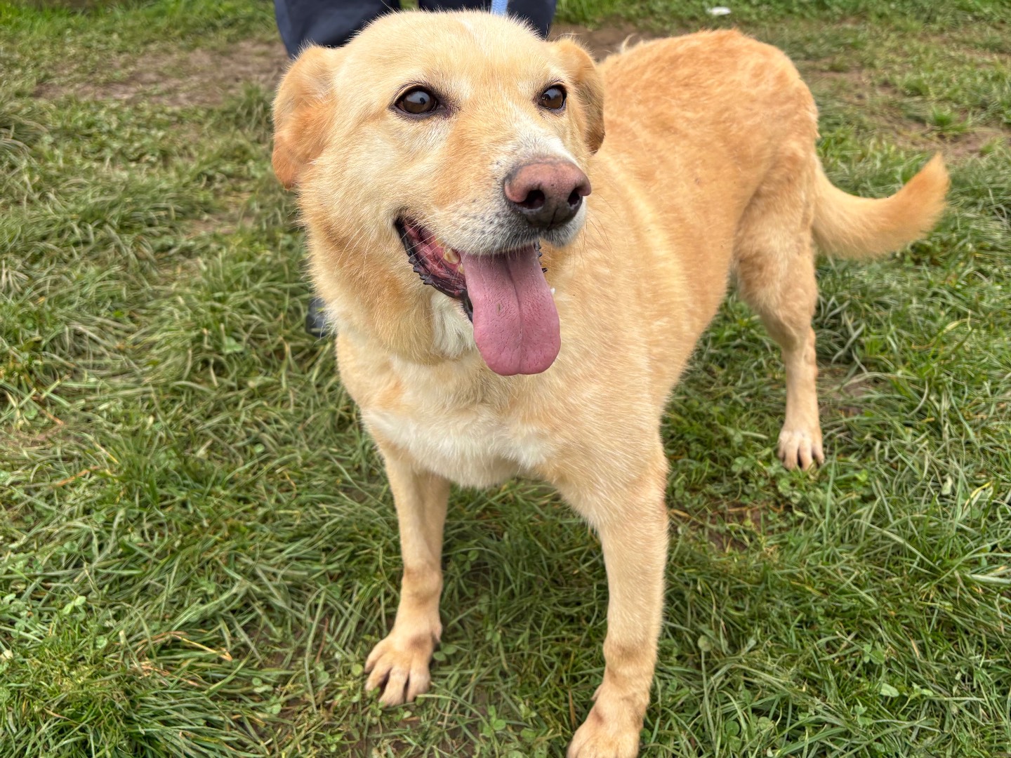 Adotta un cane, femmina, 8 anni e 6 mesi, Frosinone