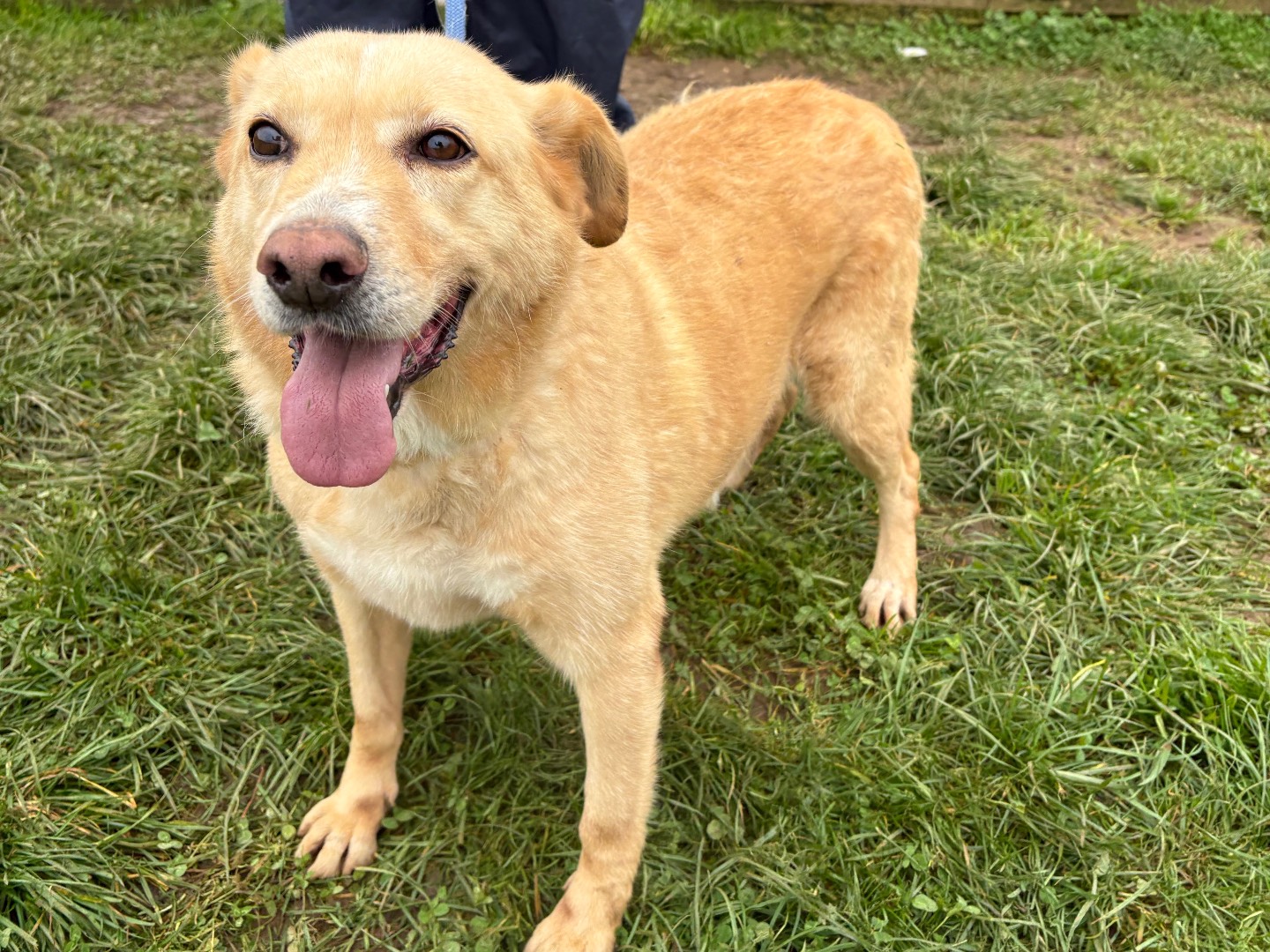 Vuoi adottare un cane a Frosinone?