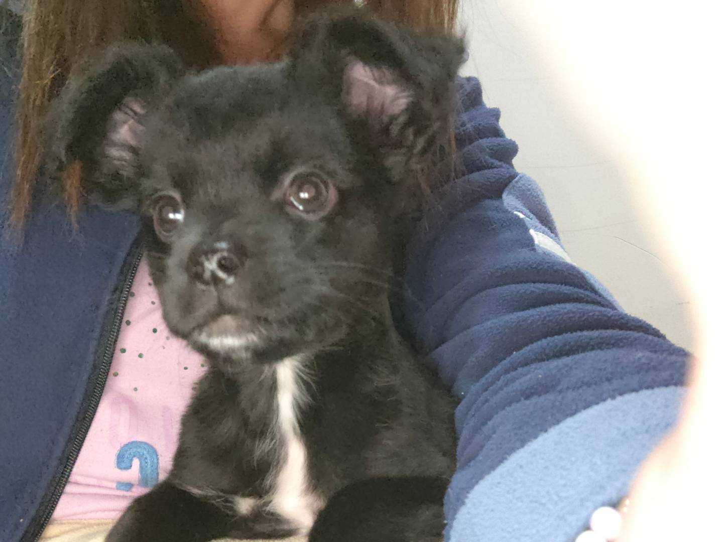 Adotta un cane, taglia piccola, femmina, Napoli