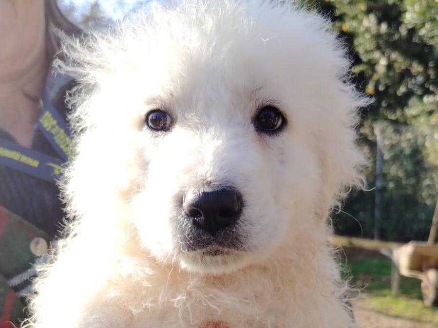 Adozione cane, maschio, Razza sconosciuta Razza sconosciuta, 2 mesi, taglia grande, Latina