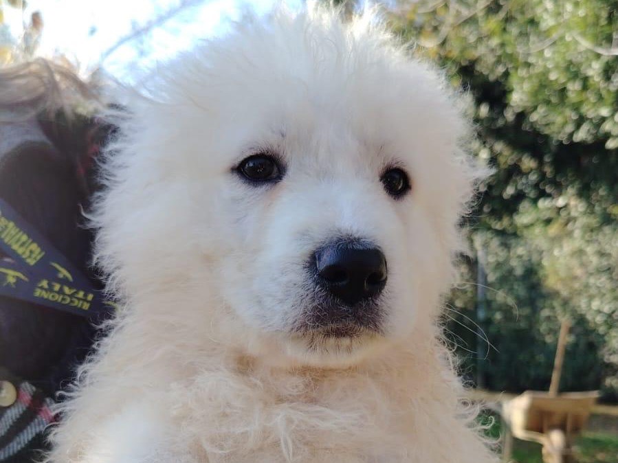 Adotta un cane, maschio, 2 mesi, Latina