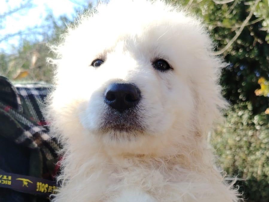 Adotta un cane, taglia grande, maschio, Latina