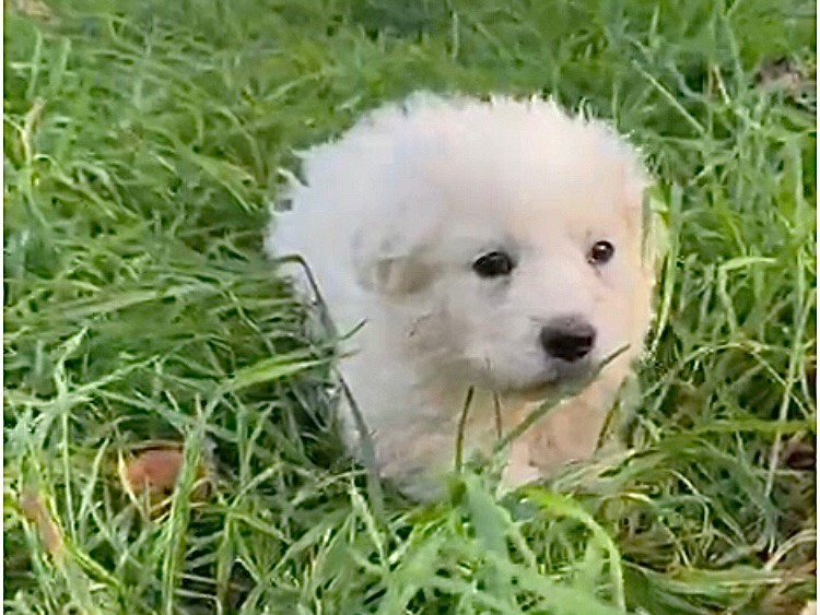 Vuoi adottare un cane a Latina?