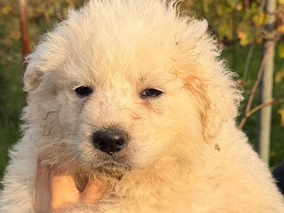 Adotta il cane Giaci a Latina