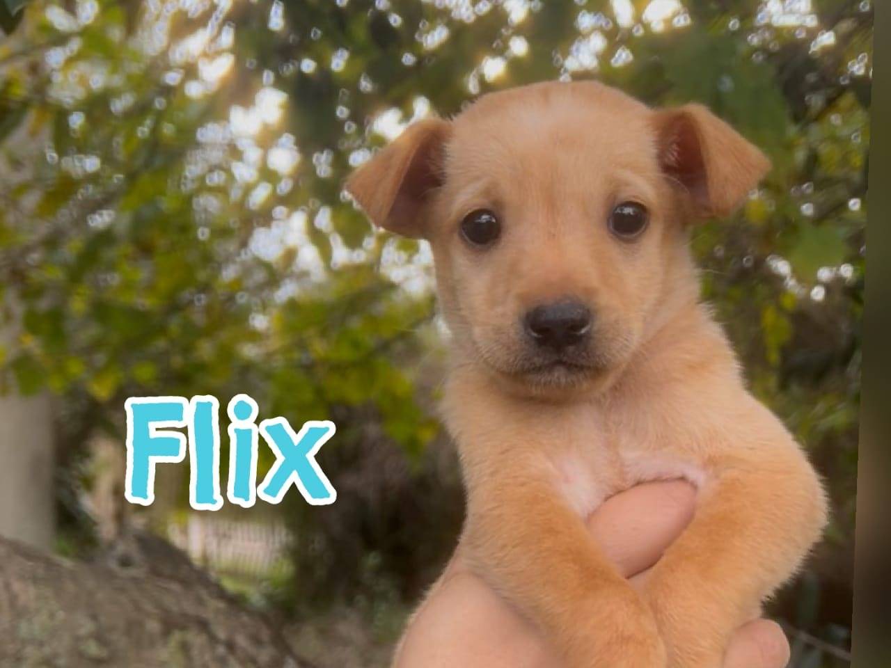 Adozione cane, maschio, Razza sconosciuta Razza sconosciuta, 2 mesi, taglia piccola, Crotone