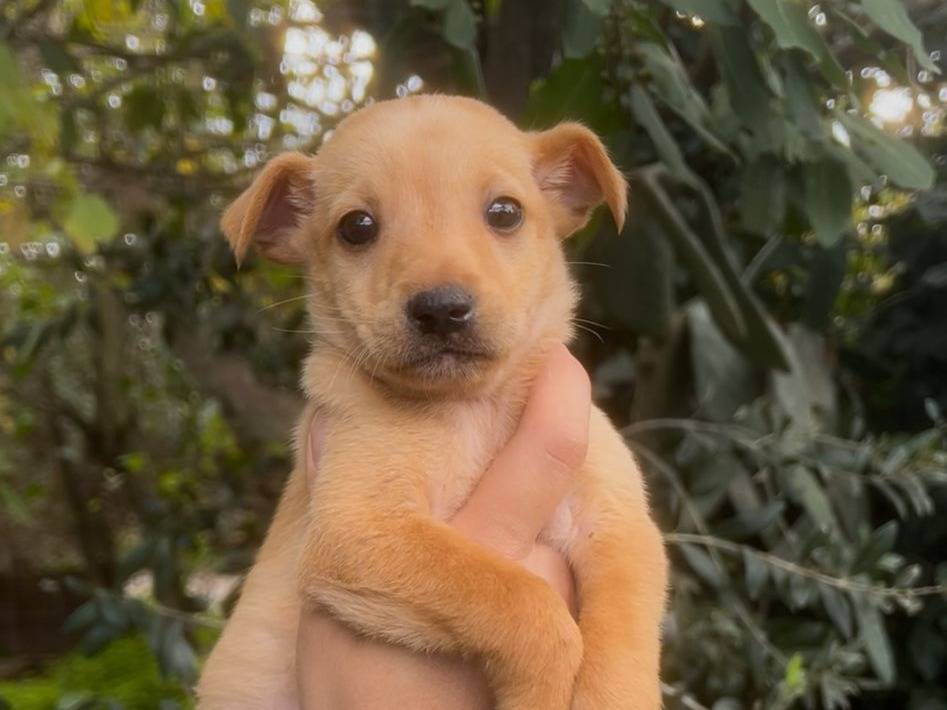 Adotta un cane, maschio, 2 mesi, Crotone