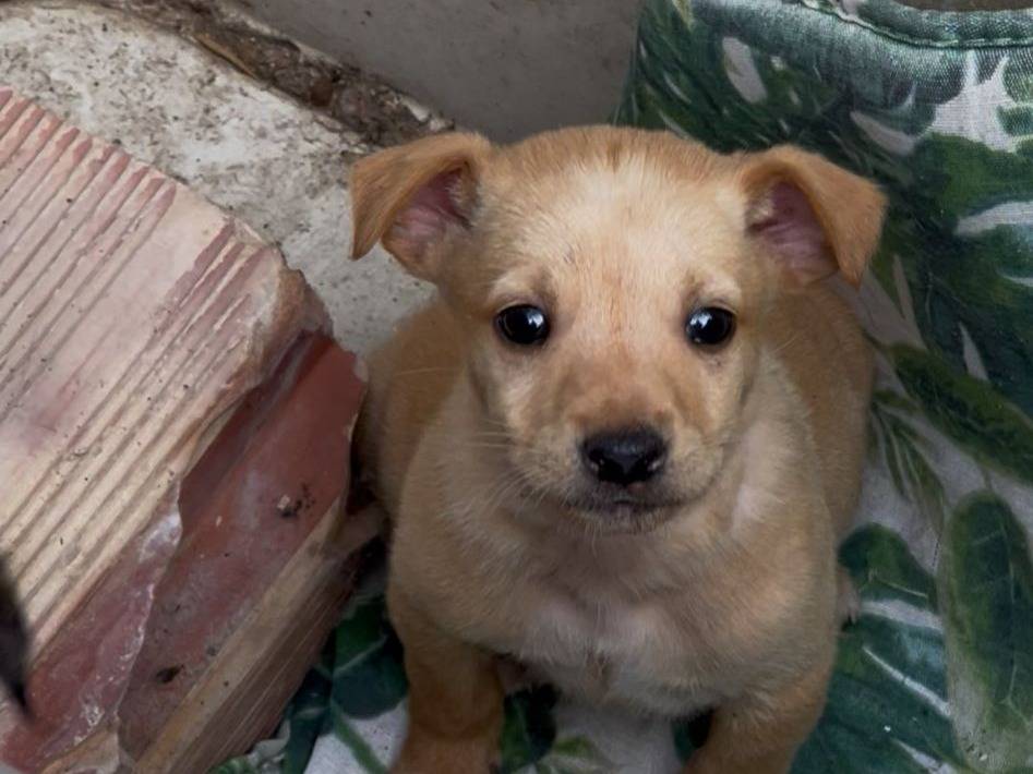 Adotta un cane, taglia piccola, maschio, Crotone