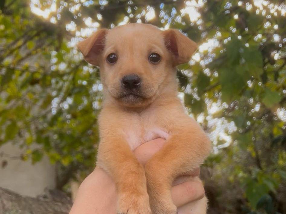 Vuoi adottare un cane a Crotone?