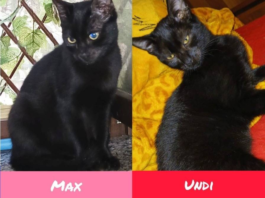 Adozione gatto, femmina, Razza sconosciuta Razza sconosciuta, 7 mesi, taglia non valida, Lodi