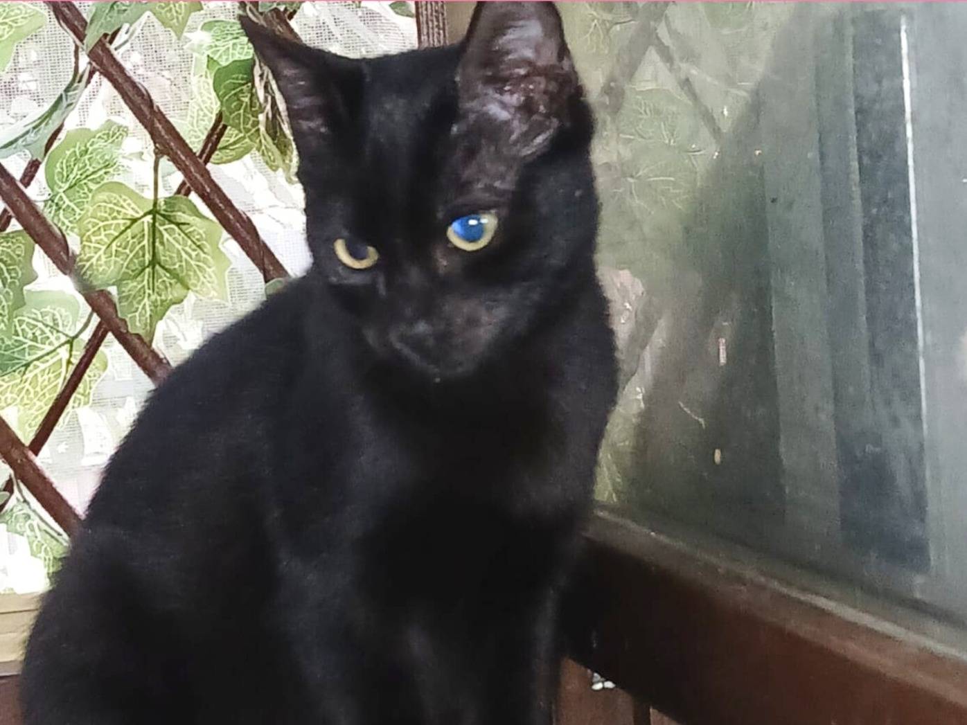 Adotta un gatto, femmina, 7 mesi, Lodi
