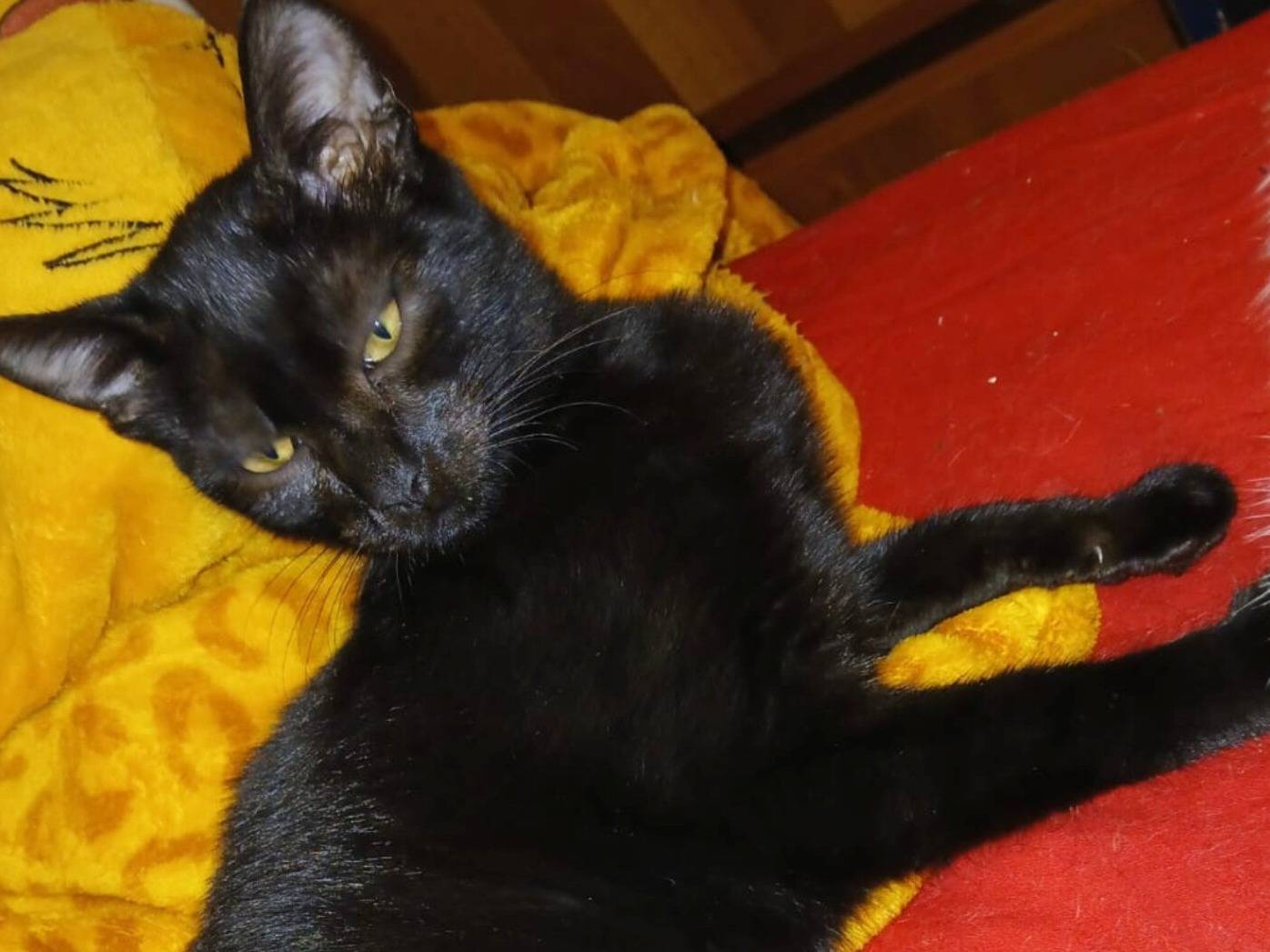 Adotta un gatto, taglia non valida, femmina, Lodi