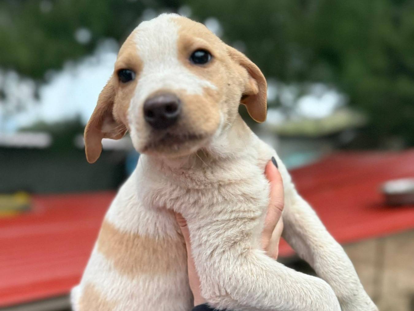 Vuoi adottare un cane a Bari?