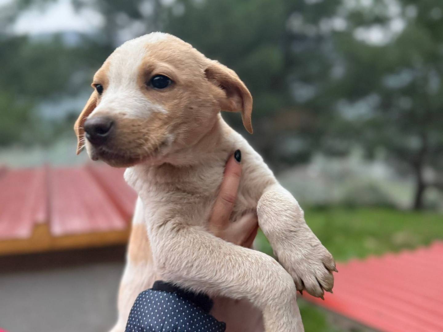 Adotta il cane Pluto a Bari