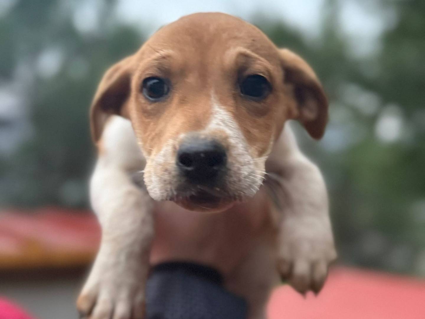 Adotta il cane Lula a Bari