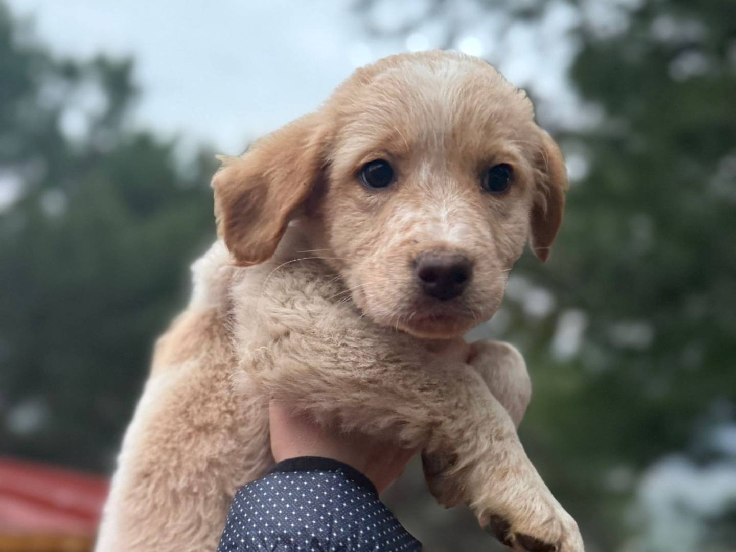Vuoi adottare un cane a Bari?