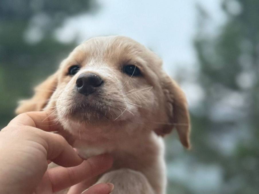 Adotta il cane Ambra a Bari