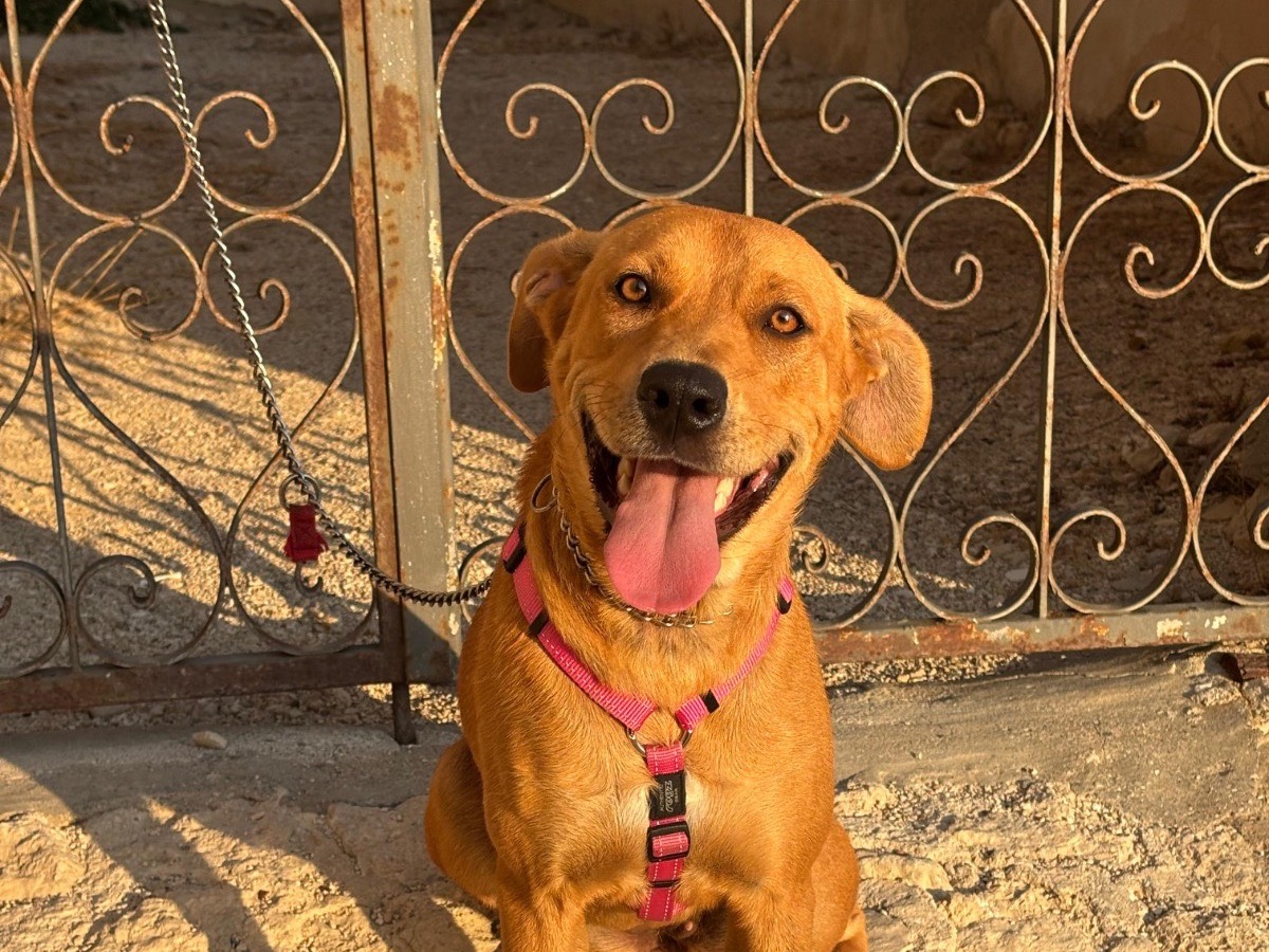 Adozione cane, femmina, Razza sconosciuta Razza sconosciuta, 2 anni e 6 mesi, taglia media, Catania