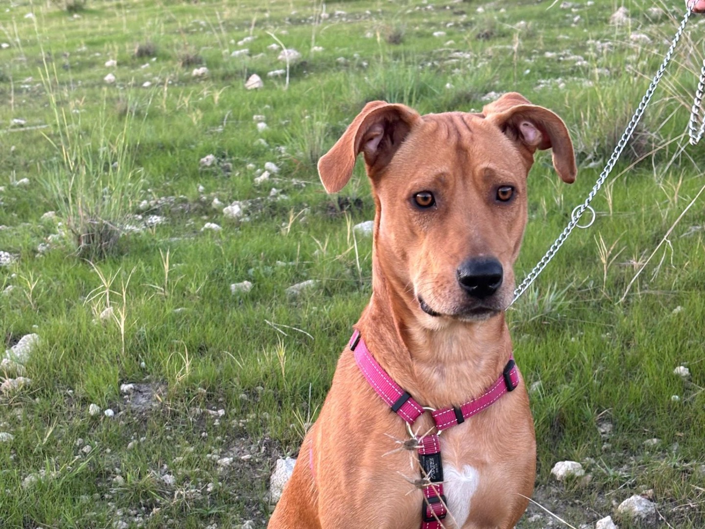 Adotta un cane, femmina, 2 anni e 6 mesi, Catania