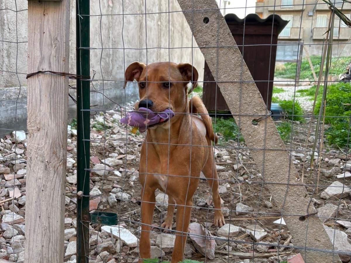 Adotta un cane, taglia media, femmina, Catania