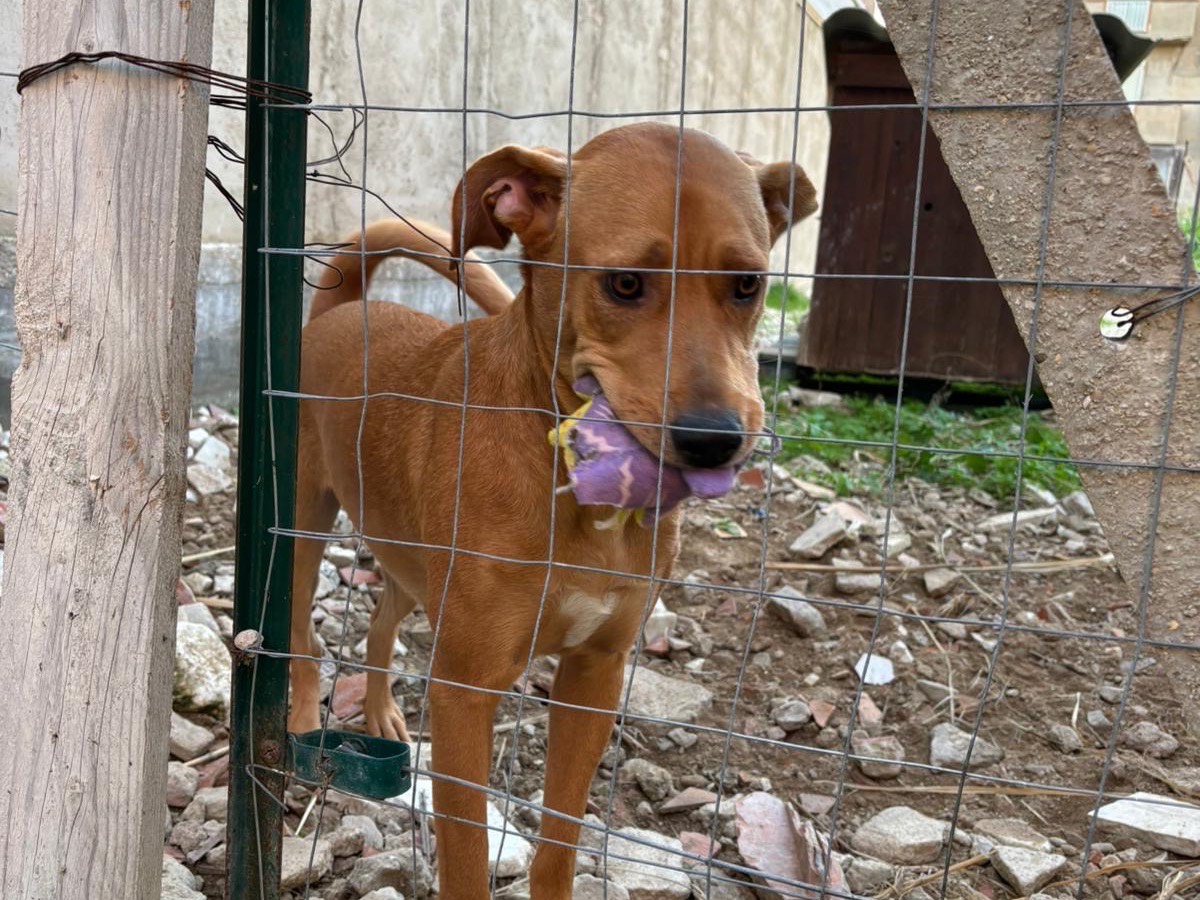 Vuoi adottare un cane a Catania?