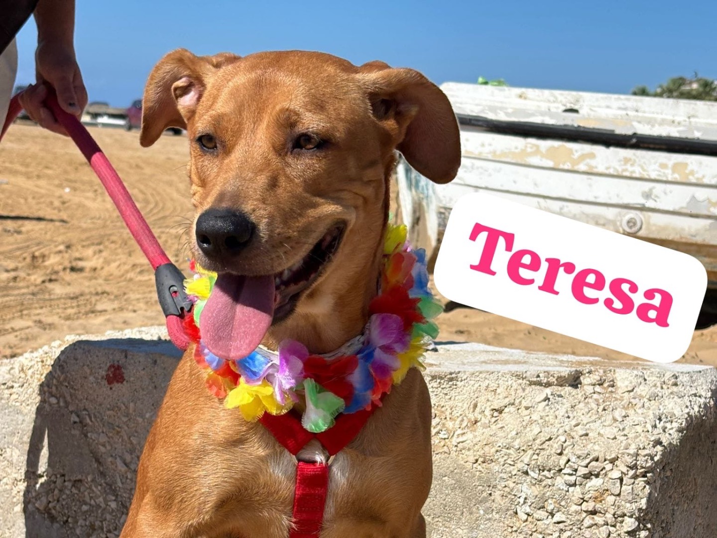 Adotta il cane TERESA a Catania