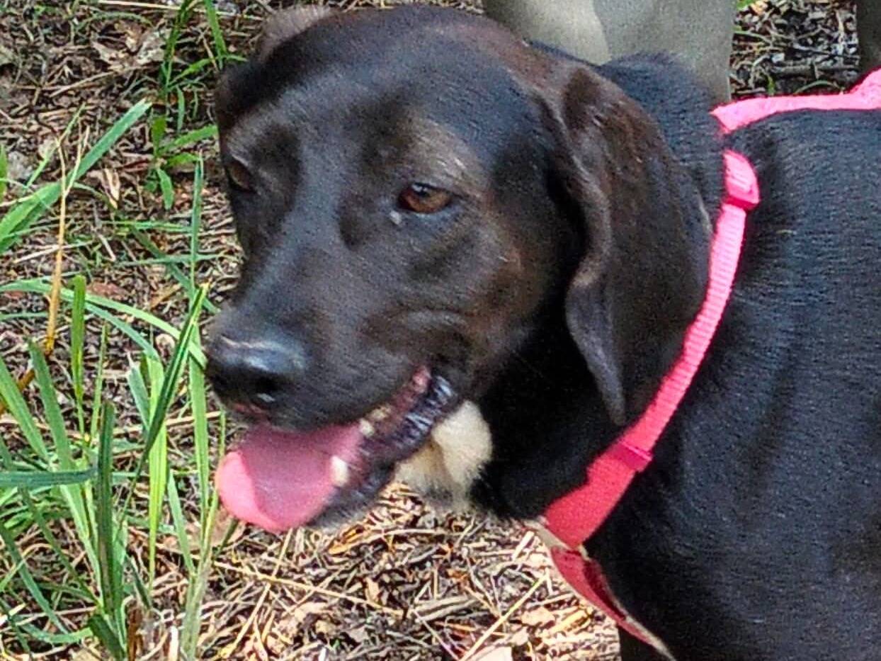 Adozione cane, femmina, Segugio Razza sconosciuta, 3 anni e 1 mese, taglia media contenuta, Torino