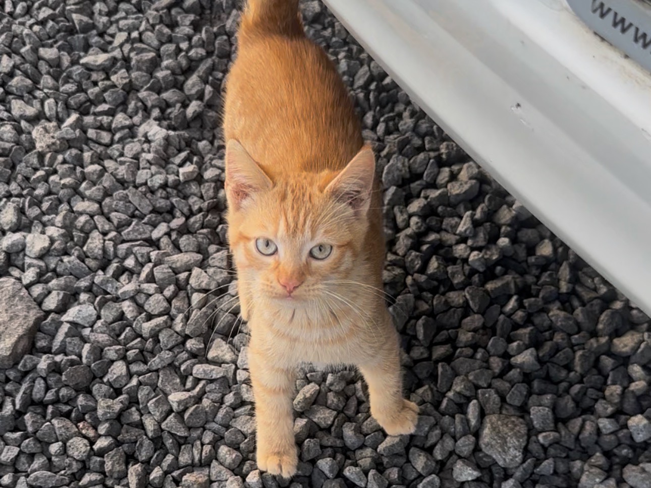 Adozione gatto, maschio, Razza sconosciuta Razza sconosciuta, 3 mesi, taglia non valida, Milano