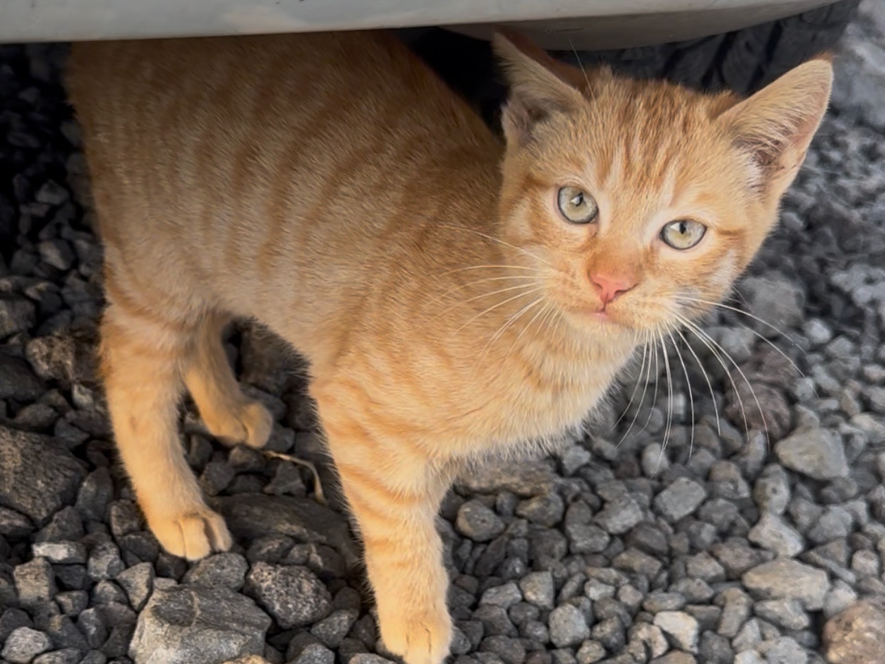 Adotta un gatto, maschio, 3 mesi, Milano