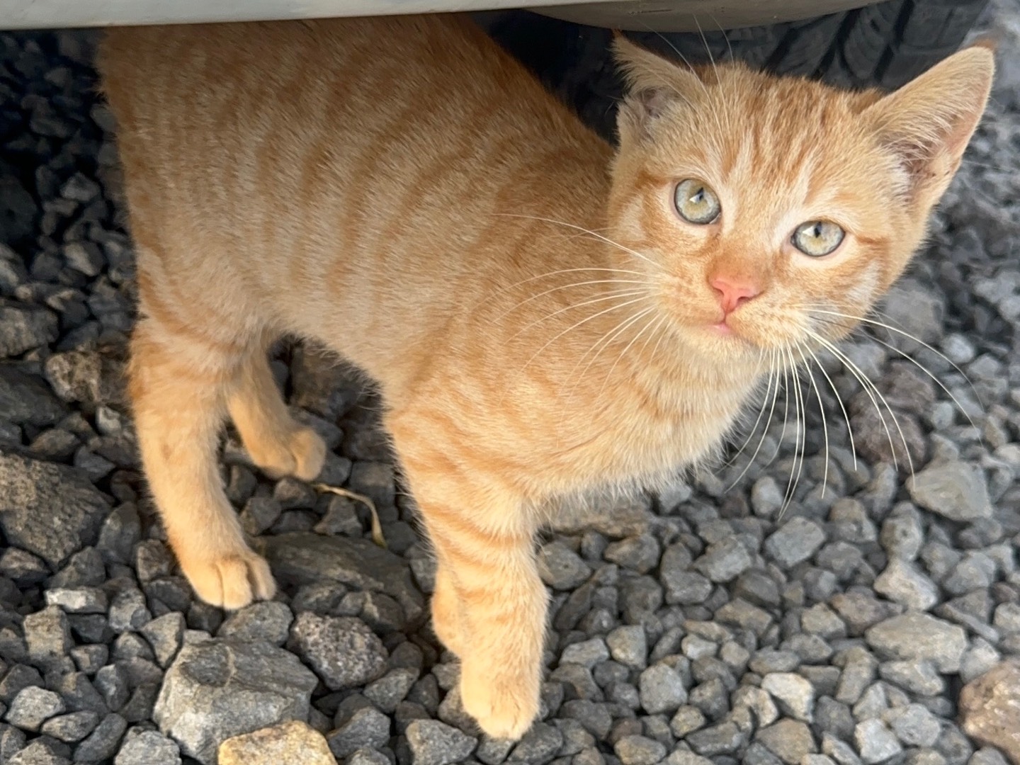 Adotta un gatto, taglia non valida, maschio, Milano