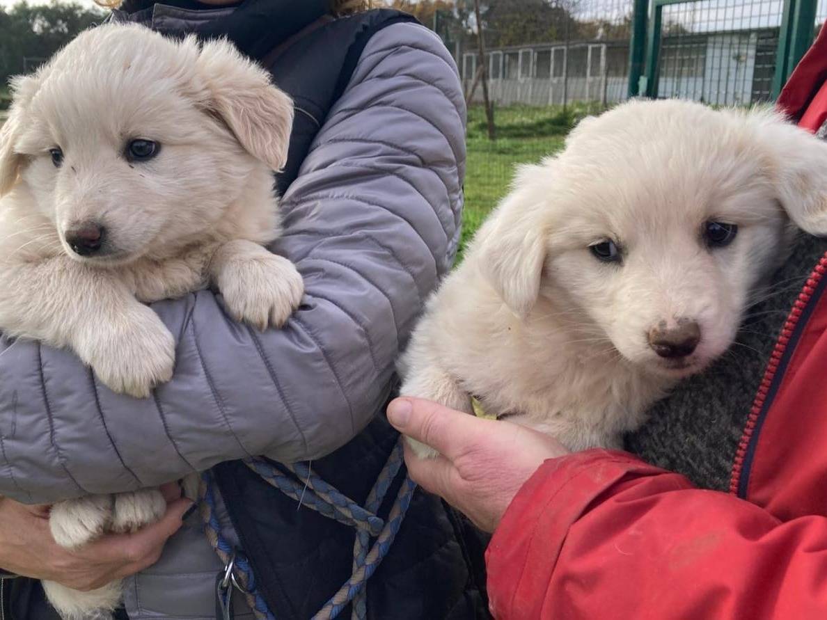 Adozione cane, femmina, Pastore maremmano Razza sconosciuta, 2 mesi, taglia grande, Bari