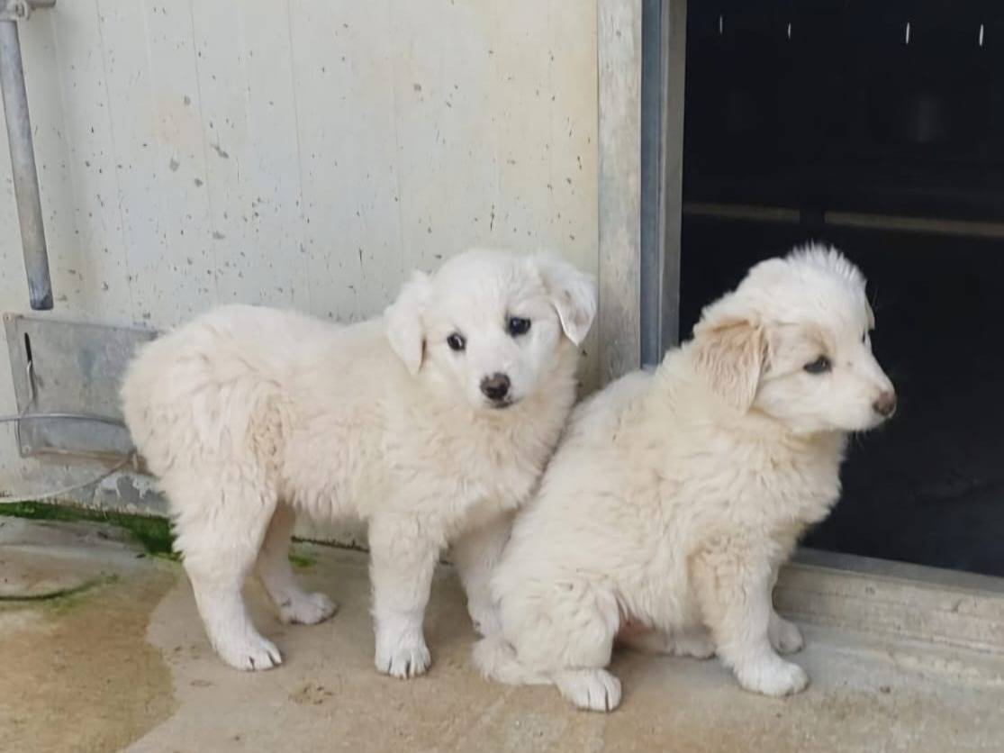 Adotta un cane, femmina, 2 mesi, Bari