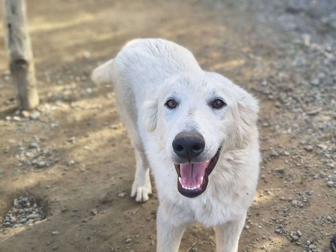 Adozione cane, femmina, Razza sconosciuta Razza sconosciuta, 5 mesi, taglia media, Crotone