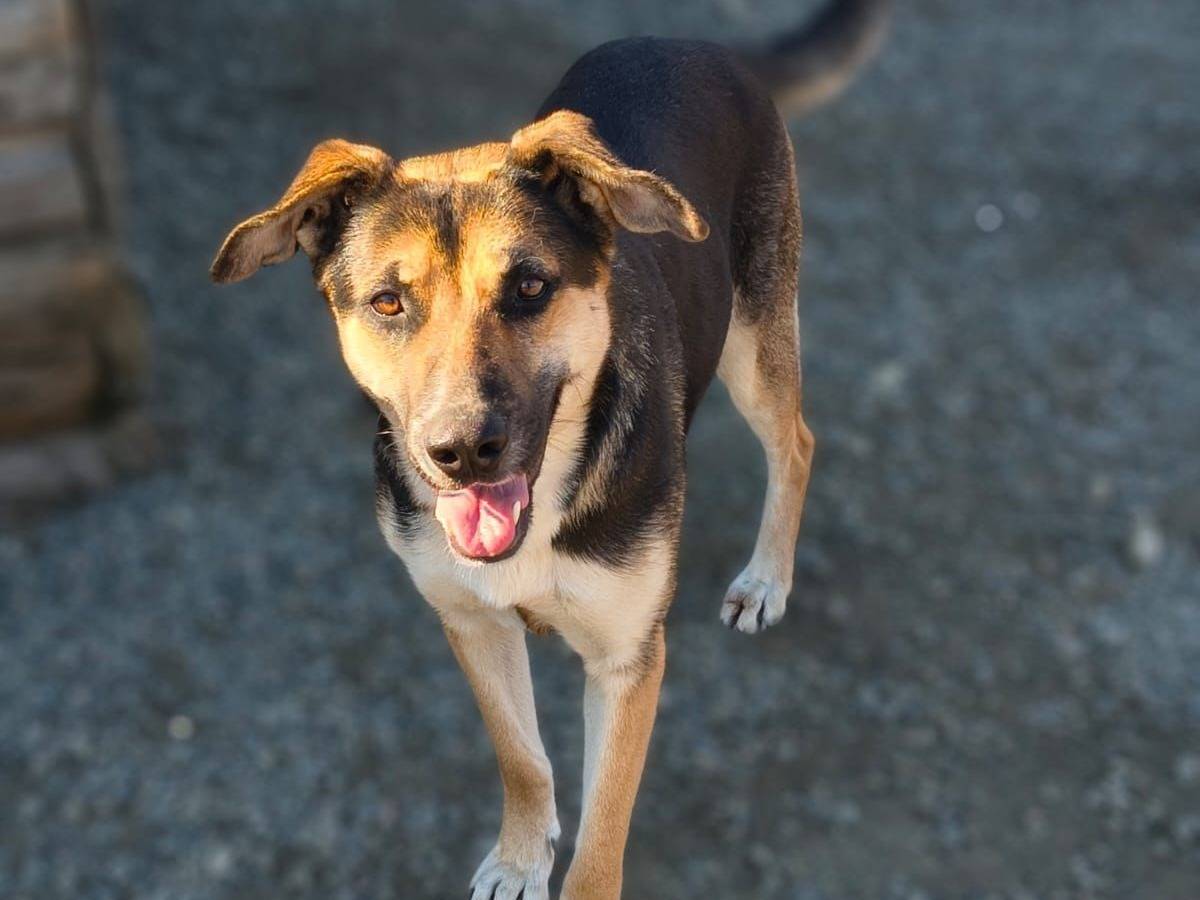Adozione cane, femmina, Razza sconosciuta Razza sconosciuta, 2 anni e 1 mese, taglia media, Crotone
