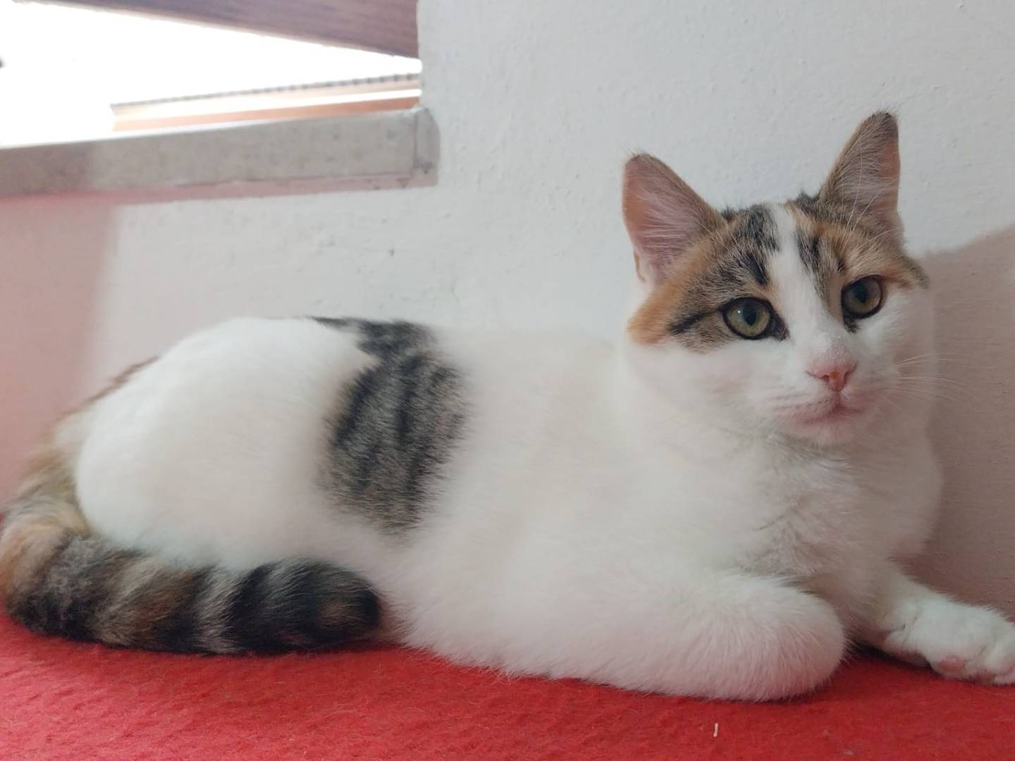 Adozione gatto, femmina, Razza sconosciuta Razza sconosciuta, 11 mesi, taglia non valida, Viterbo