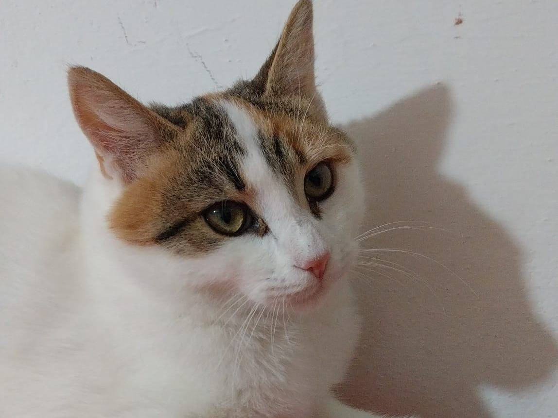 Adotta un gatto, femmina, 11 mesi, Viterbo