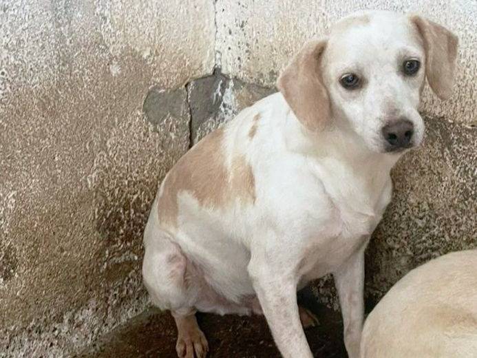 Adozione cane, maschio, Razza sconosciuta Razza sconosciuta, 3 anni e 6 mesi, taglia media, Crotone