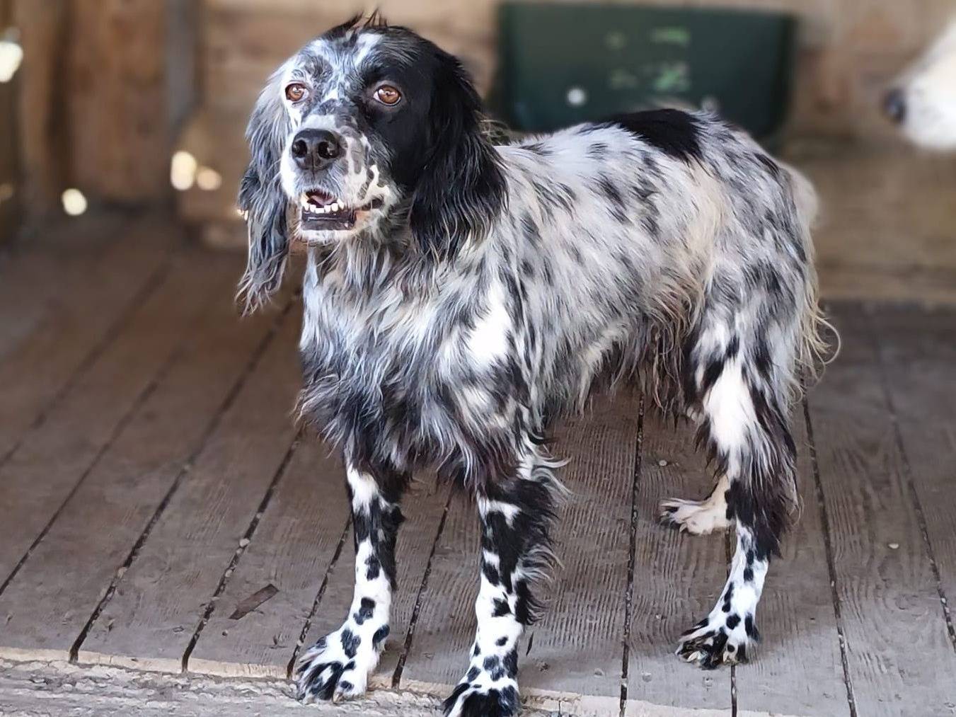 Adozione cane, femmina, Setter Inglese Razza sconosciuta, 2 anni e 5 mesi, taglia media, Crotone