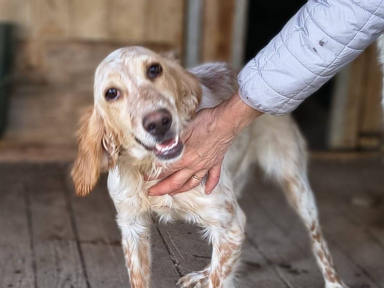 Adozione cane, femmina, Setter Inglese Razza sconosciuta, 2 anni e 1 mese, taglia media, Crotone