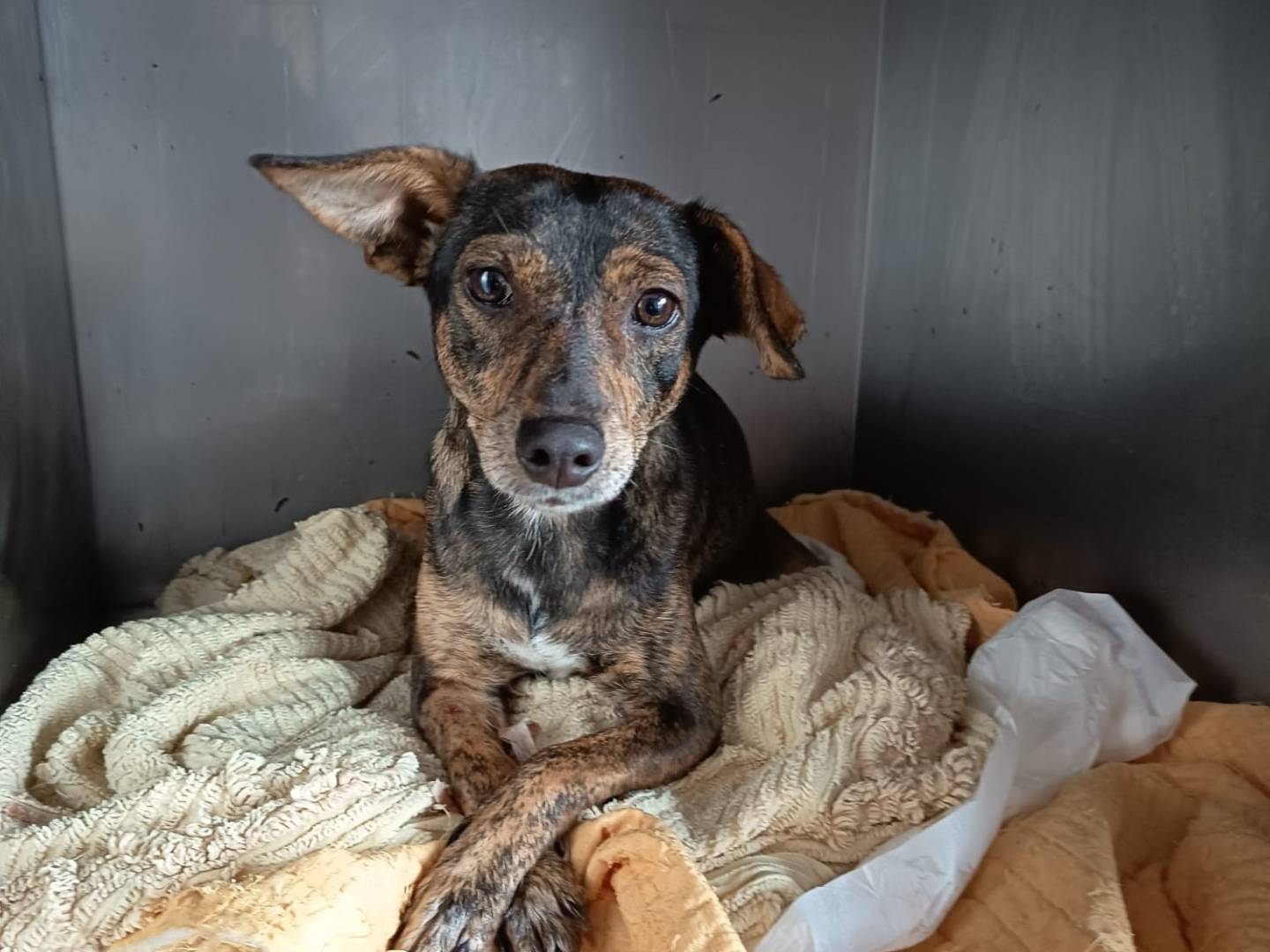 Adozione cane, femmina, Razza sconosciuta Razza sconosciuta, 1 anno e 2 mesi, taglia piccola, Crotone