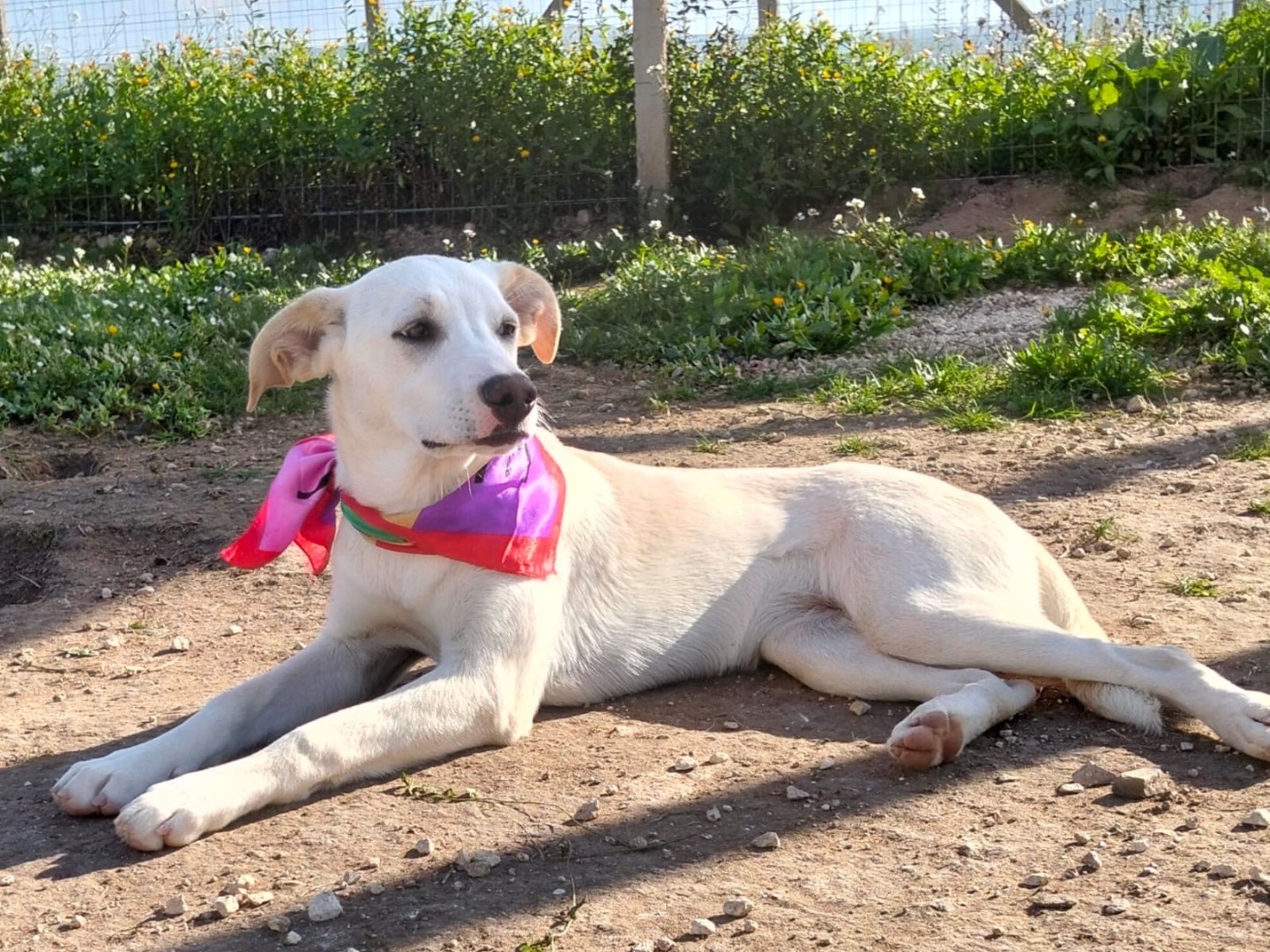 Vuoi adottare un cane a Ragusa?