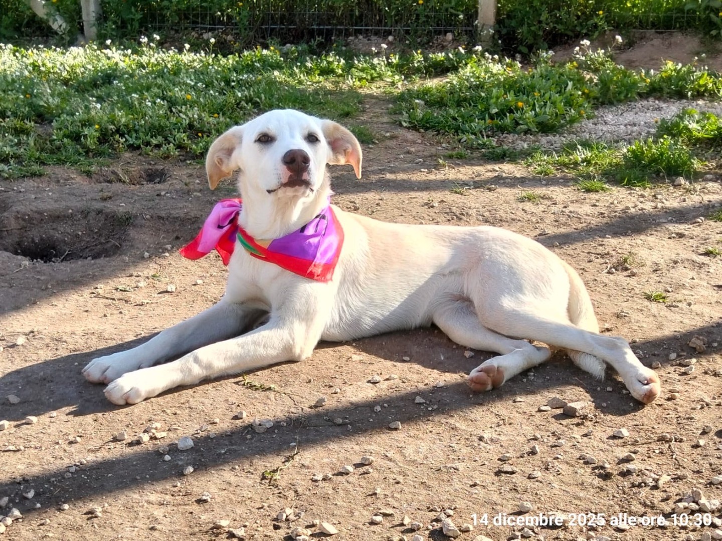 Adotta il cane Erika Veronica a Ragusa